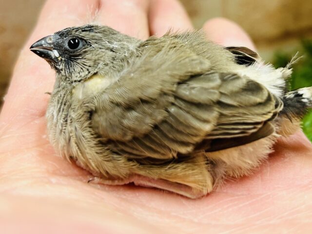 大人気のミニミニ怪獣ちゃんがやってきましたよ✨✨　キンカチョウ（ノーマル）