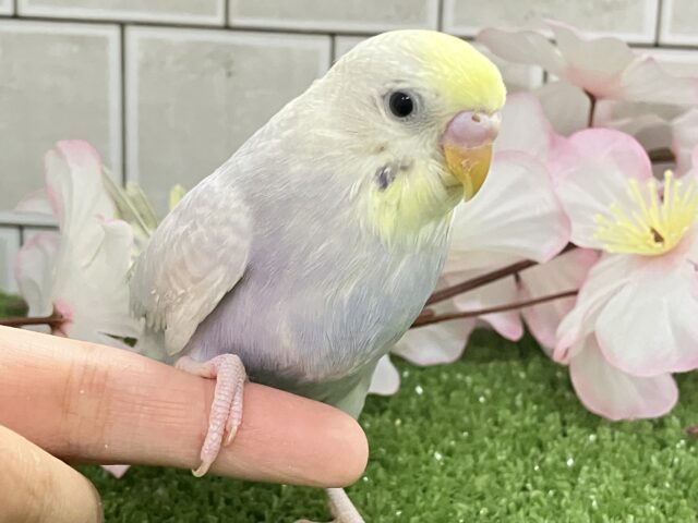 降り注ぐ✨星降る街でキミを待つよ💫💫セキセイインコ(ライラック/2026年2月中旬生まれ)