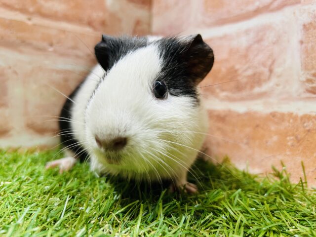 白黒カラーのプイプイちゃんがやってきましたよ〜🖤🖤🖤　イングリッシュモルモット