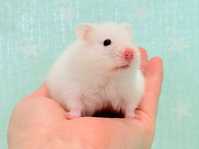 真っ白ふわふわ♡マシュマロちゃん♡長毛ハムスター(ホワイト) 女の子