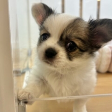 僕の体は愛がいっぱ〜〜〜いっ♡チワワくん！