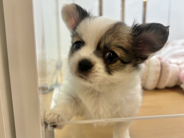 僕の体は愛がいっぱ〜〜〜いっ♡チワワくん！