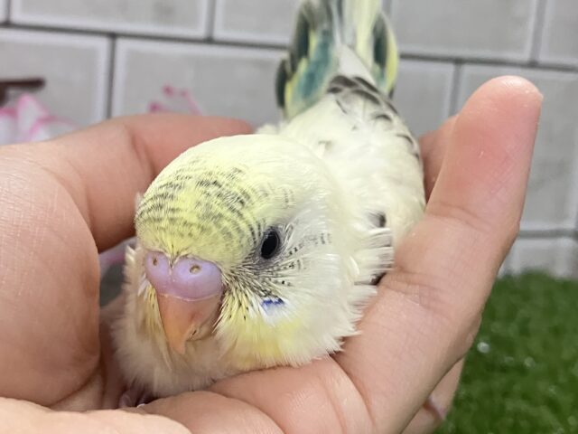 ﾌﾟｶﾌﾟｶ隠し味！🍨⋆*深海ブルーハワイ🐬🌊‪セキセイインコ(クリームハルクイン/2026年2月下旬)