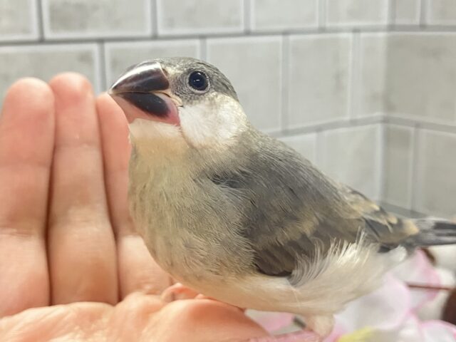 ✨最新画像✨ﾁｭﾝﾁｭﾝ!!(・8・)ほっぺた夢いっぱい💭💞桜文鳥(2026年2月生まれ)