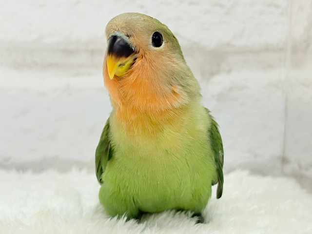 【最新画像更新🪄】食欲旺盛‪☆元気のカタマリッ(ง ˙꒳​˙ )วコザクラインコ(ノーマル) ヒナ