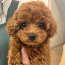 超ホヤホヤ最新画像✨数え切れない可愛さ……トイプードルくん！