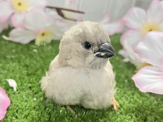 もちぴよ❔🤭おふとんフェアリぃ🍑‎🤍ジャンボキンカチョウ(2026年3月上旬生まれ)