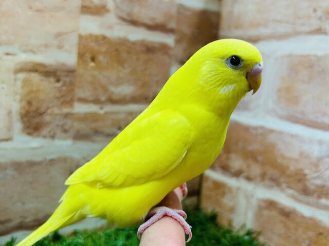 久々にダブルファクターカラーのセキセイインコちゃんがやってきましたよ～💛💛💛