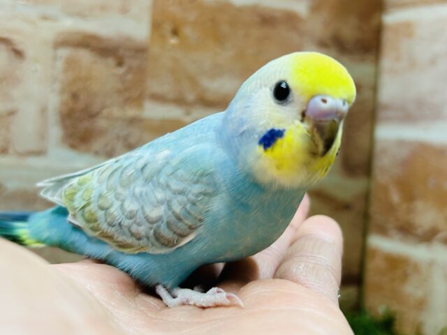 お顔のイエローに注目！！！　セキセイインコ（レインボー系）