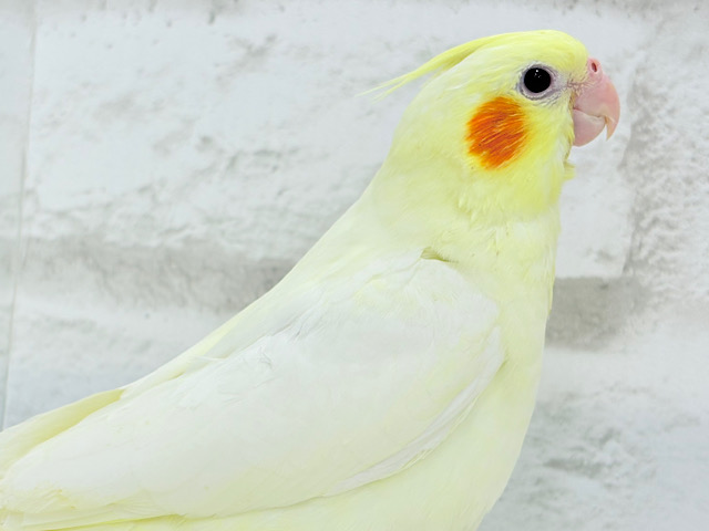 【最新画像更新🪄】あひるじゃないよ🪿オカメだよ🐥💛オカメインコ(ルチノー) ヒナ