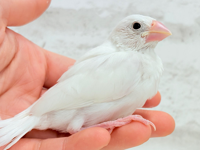 【最新画像更新🪄】将来はおもちみたいになりたいな。。。白文鳥 ヒナ