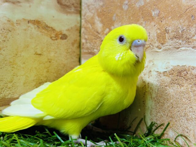 明るい黄色が魅力的🌟🌟🌟　セキセイインコ（ルチノー）