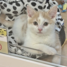 まん丸ボーイの愛はデッカいゾ〜♥スコティッシュストレートくん！