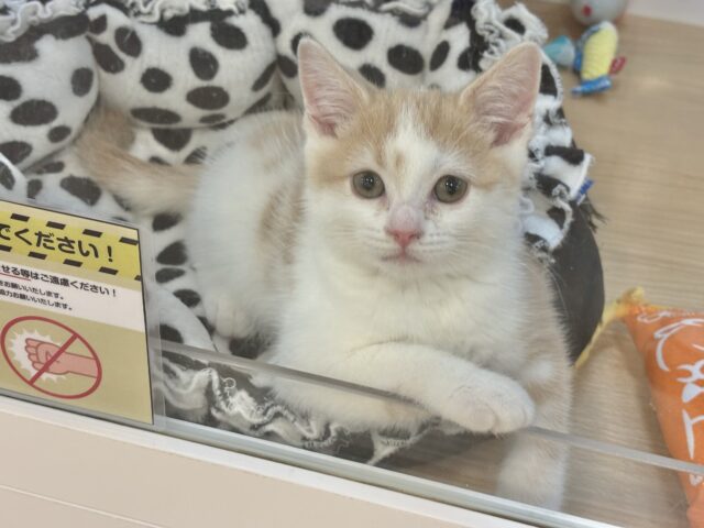 まん丸ボーイの愛はデッカいゾ〜♥スコティッシュストレートくん！