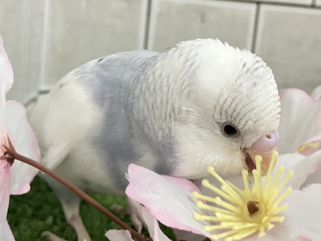 ✨最新画像✨ちょいとシックにお久しぶり？？　セキセイインコ