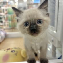 止まらない甘々アタ〜ック♥ブリティッシュショートヘアくん！