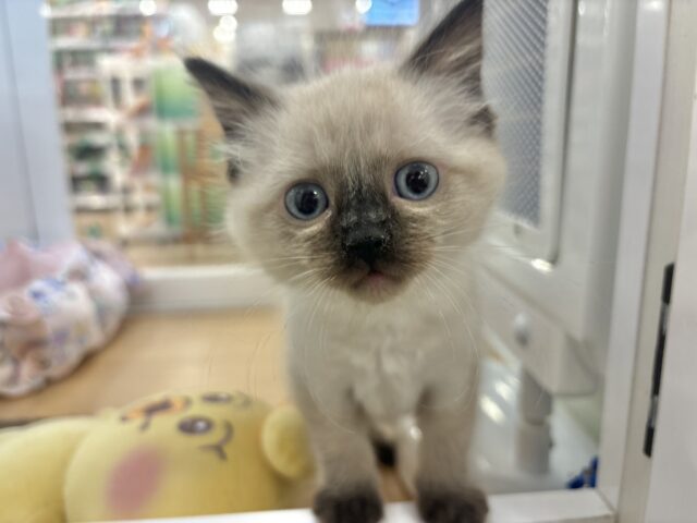 止まらない甘々アタ〜ック♥ブリティッシュショートヘアくん！