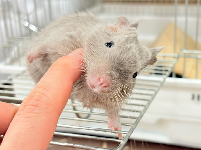 【最新画像更新🪄】たくさんお話聞きたいな♬*°デグー(サンド) 女の子