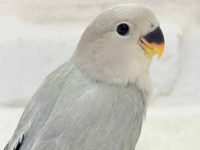 【最新画像更新🪄】見た目とのギャップNo.1🐣👑コザクラインコ(モーブオパーリン) ヒナ