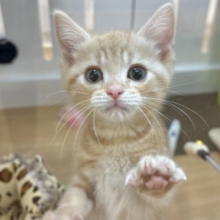 将来の夢は冒険家🌟アメリカンショートヘアくん！