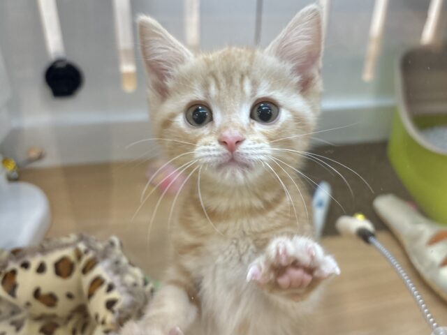 将来の夢は冒険家🌟アメリカンショートヘアくん！