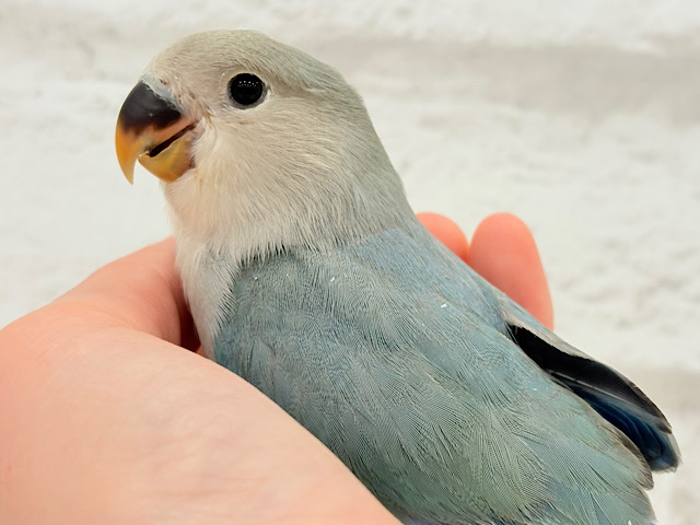 【最新画像更新🪄もうすぐひとり餌‪☆】深海ブルーの輝き🌊🫧コザクラインコ(ブルーチェリー) ヒナ