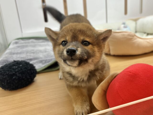大喜びの激かわ大爆発♥柴犬ちゃん！