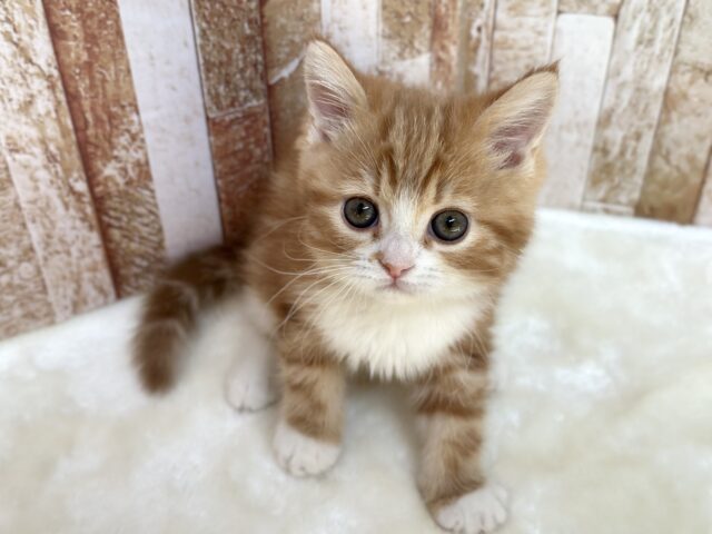 立ち耳スコちゃん🧡🤍スコティッシュ・ストレート（レッドタビー＆ホワイト）2026年1月3日生まれ　女の子