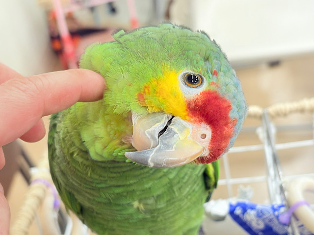 【動画更新🪄】二面性のある魅力的な男子🦜🪇キホオボウシインコ(男の子)