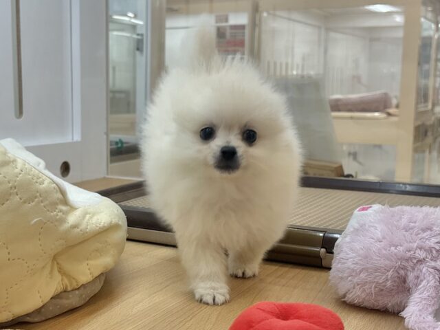 愛が止まること知りませんっ♥ポメラニアンくん！