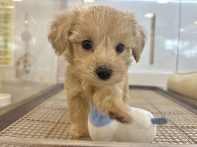 ぬくもり大好き♥くっつきわんこ！マルプーくん！