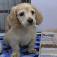 やんちゃボーイ⚽️ミニチュアダックスフンド（イエロー）2026年1月17日生まれ　男の子