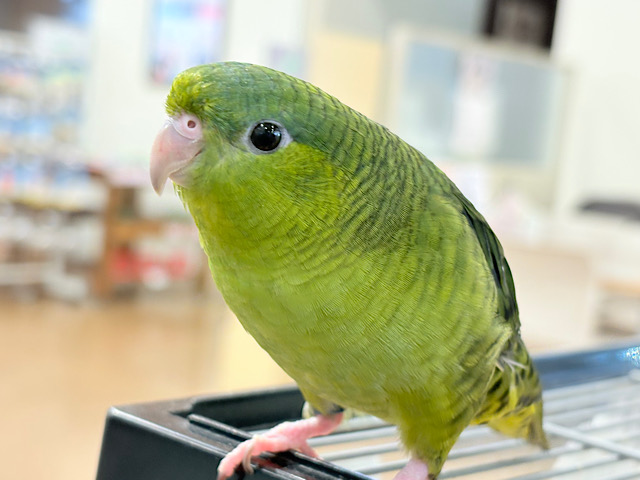 【最新画像更新🪄】むちむち♡意思強め系男子💫サザナミインコ(ダークグリーン) 男の子