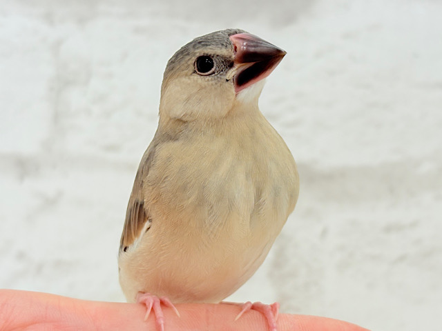【最新画像更新🪄】文鳥界のリーダーを目指します𖤐 ̖́-‬桜文鳥 ヒナ