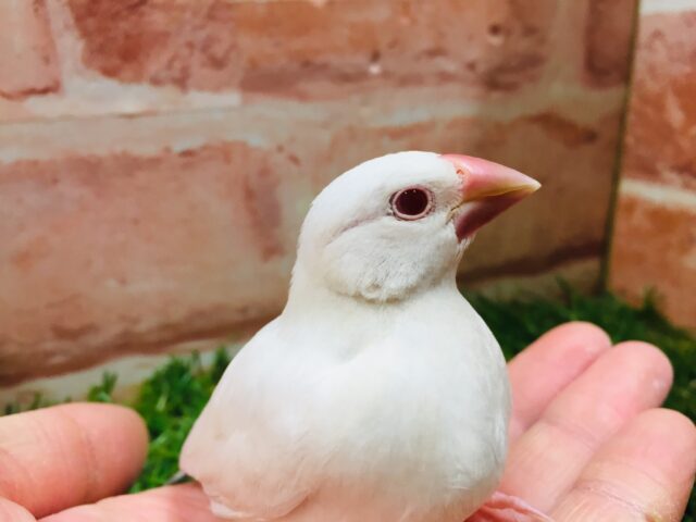 久々入舎です✨✨キリっと赤目が魅力的💖　シルバーイノ文鳥