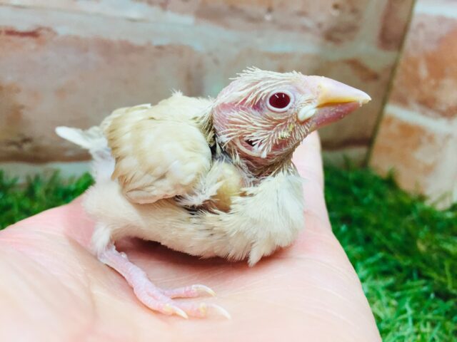 シナモン文鳥さんがやってきましたよ～🎵🎵🎵