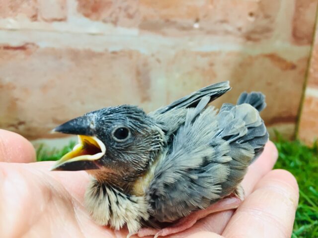 大人気カラー！！桜文鳥さんがやってきましたよ～💜💜💜