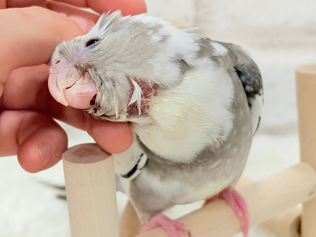 【最新画像更新🪄】愛嬌たっぷり♡オカメインコ(WFパイド) ヒナ