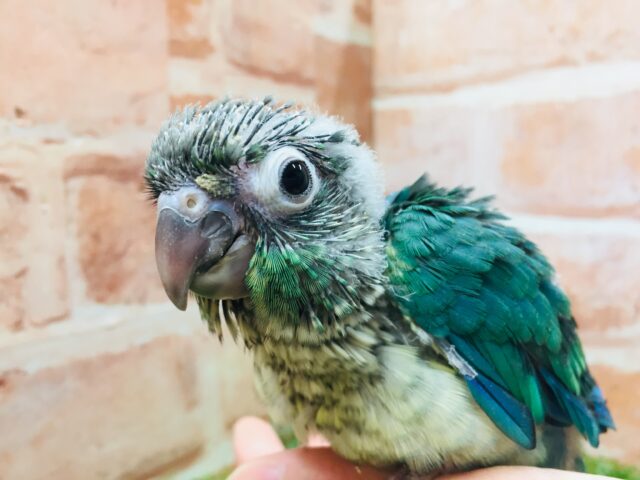 ワタワタベイビーの登場🔥🔥🔥　ウロコインコ（ブルー）