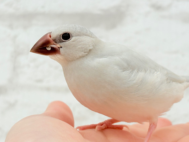 【最新画像更新🪄】食欲に勝るものは無し！！！シルバー文鳥 ヒナ