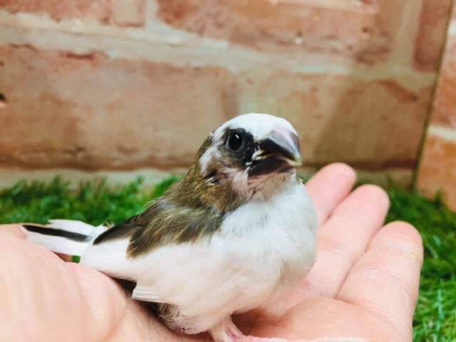 可愛らしい十姉妹ちゃんのご紹介です！！✨✨✨