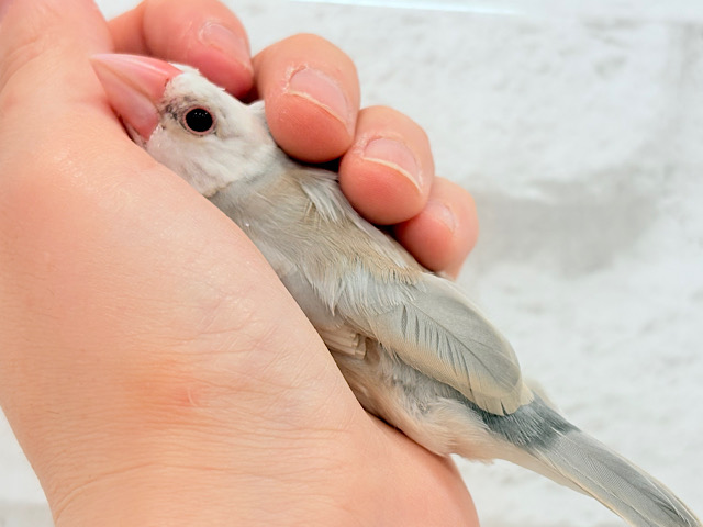 【最新画像更新🪄もうすぐひとり餌‪☆】ふんわり柔らかクリームラッテ🐣☕️アゲイト文鳥 ヒナ