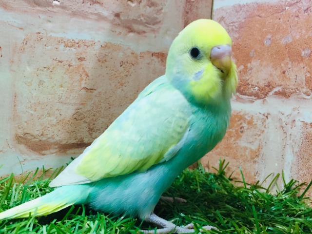 ①レインボーカラーのセキセイちゃんがやってきましたよ～🌈🌈🌈　セキセイインコ（レインボー系）