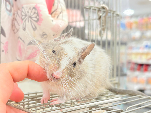 【最新画像更新🪄】元気よく食べて遊ぶよ~♩♩デグー(パイド)男の子