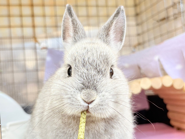 【最新画像更新🪄】ぬいぐるみ的もふふわ感🐰🫧ネザーランドドワーフ(グレー)男の子