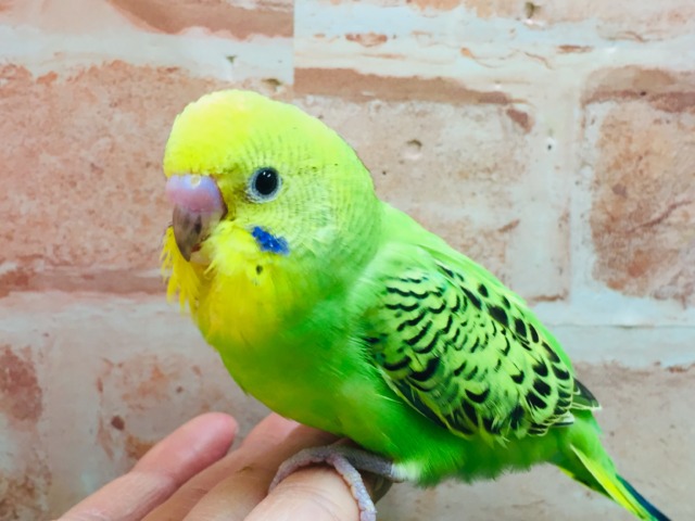 💚💚セキセイインコ（オパーリン）💚💚