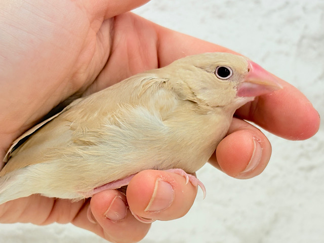 【最新画像更新🪄】ふんわり優しさ溢れる子☕️.*･ﾟシナモン文鳥 ヒナ