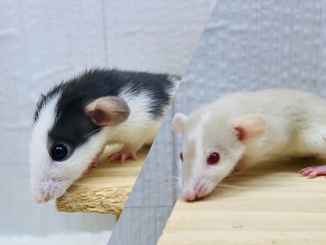 🖤モノトーンとミルクティー🤎最強コンビのファンシーラットやって来た！！