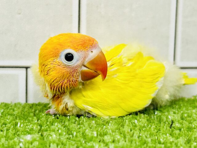 ＴＨＥ・サン☀　ハレバレカラーです(^_-)-☆　ヤマブキボタンインコ