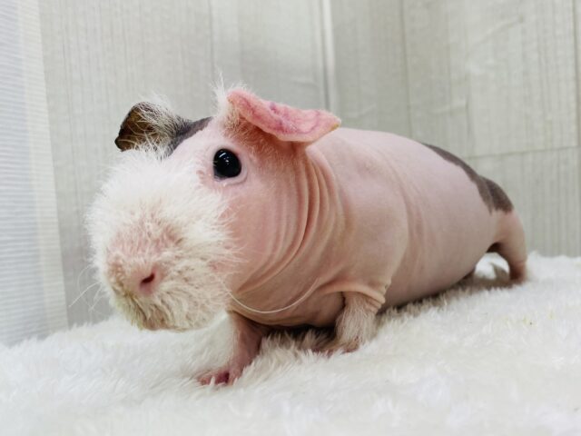 食いしん坊は誰にも負けません👊🔥もちもちボディーのスキニーギニアピッグ🩷